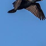 _O4A8968 Vol de cormorans
